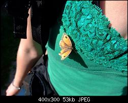 Click image for larger version. 

Name:	papillon.jpg 
Views:	1776 
Size:	52.9 KB 
ID:	313