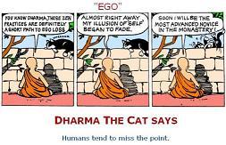dharma_the_cat_3