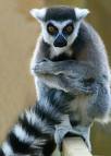 lemur-1